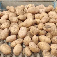 سیب زمینی جیلی