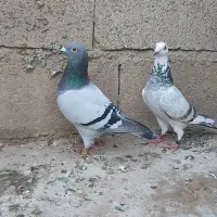 کبوتر دستگیری مسابقات ۴۵۰ تا نشسته