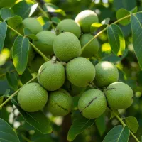 گردو فرانکت لیبل‌داربا اصالت و تضمینی|خدمات باغبانی و درختکاری|خمین, |دیوار