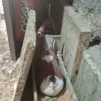 سده کلاغ دم ماده سالم