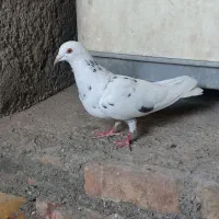 کبوتر|پرنده|ایرانشهر, |دیوار