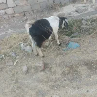 بز زاییده وابستن|حیوانات مزرعه|ناغان, |دیوار