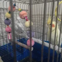 عروس هلندی جفت