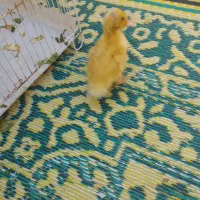 جوجه اردک ناز