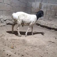 قوچ برشن|حیوانات مزرعه|قشم, |دیوار