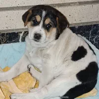 سگ میکس الابای وسرابی