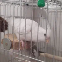 نر آلبینو با سهره