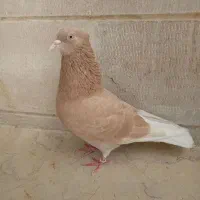 کبوتر گرگی زرد‌کله‌ماستی‌‌جوجه دوبر سفید