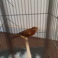 جونه ماده|پرنده|بروجرد, |دیوار