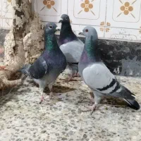 کفتر پلاکی کاشانی تهرانی|پرنده|خمینیشهر, |دیوار