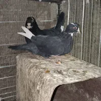 جفت پلنگ فروشی