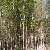 نهال نهالستان درخت گل گرمسیری سردسیری بدون واسطه|خدمات باغبانی و درختکاری|قم, تعویض پلاک|دیوار