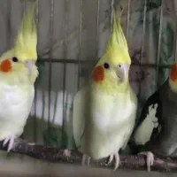 تعدادی طوطی عروس لوتینو و طویی