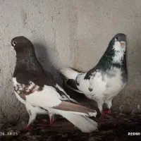 کبوتر شهری گلدار