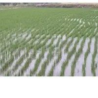 برنج چمپا محلی  ( عمده جزئی )