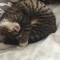 واگذاری گربه خانگی با تعهد|گربه|نوشهر, |دیوار