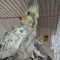 گمشده کسی دیده خبر بده ممنون از دیروز رفته