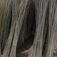 نهال صنوبرارتفاع 4الی 5متراصل رقم خارجی سریع الرشد|خدمات باغبانی و درختکاری|زنجان, |دیوار