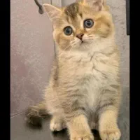 گربه اسکاتیش بریتیش|گربه|مشهد, جاهد شهر|دیوار