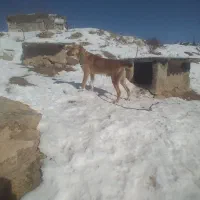 توله میکس سراب ورسمی