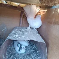 کبوتر فروشی