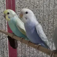 قبول واگذاری انواع پرنده