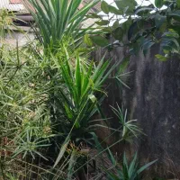 فروش تعدادی یوکا دو ساله