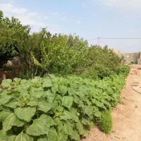 خانه-ویلایی