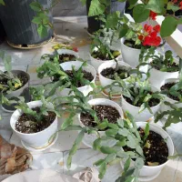 فروش گل های آپارتمانی وبیرونی|گل و گیاه طبیعی|تنکابن, |دیوار