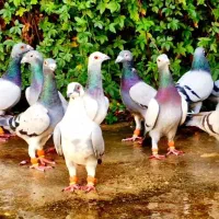 دسته کفتر|پرنده|شیراز, شهرک پرواز|دیوار