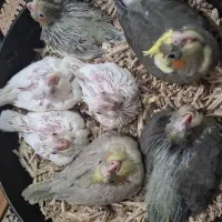 جوجه طوطی