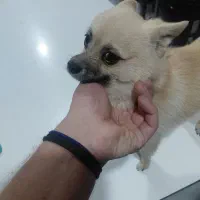 سگ پیدا شده