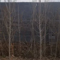 درخت دوساله صنوبر