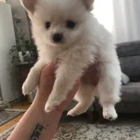 پامر دو سر خرسی|سگ|تهران, ستارخان|دیوار