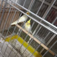 طوطی برزیلی گرینچیک عروس هلندی معاوضه با جفت راهب|پرنده|کرمان, |دیوار