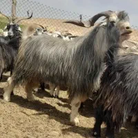 نر بز داشت