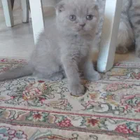 گربه اسکاتیش وارداتی|گربه|کرمانشاه, |دیوار