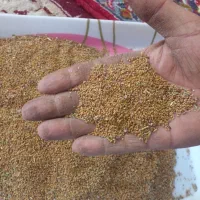 بذر یونجه رنجر امریکایی
