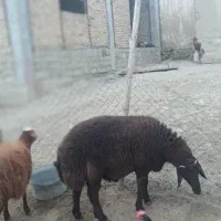 شیشک قوچ|حیوانات مزرعه|راز وجرگلان, |دیوار