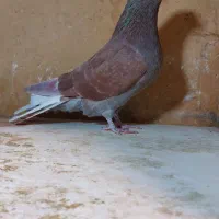 نرو ماده|پرنده|تهران, بیسیم|دیوار