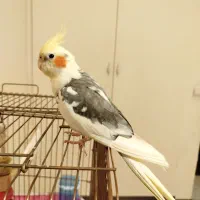عروس هلندی نر ابلغ لوتینو