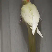 عروس هلندی ماده نژاد اصل قددار و کشیده تخم گذار