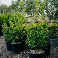 باغبان وحرس کردن وکود باغچه