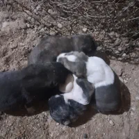 فروش ۲ عدد توله سگ سرابی