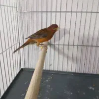 حفت قناری سرخ اورحینال