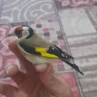 سهره باغی|پرنده|دورود, |دیوار