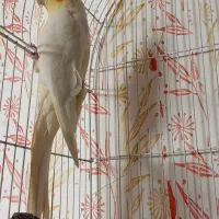 عروس هلندی ماده|پرنده|سنقر, |دیوار