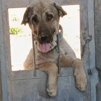 سگ سراب پژدر