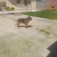 ژرمن معاوضه با زنبور