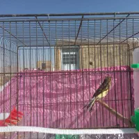 قناری ماده اماده اماده